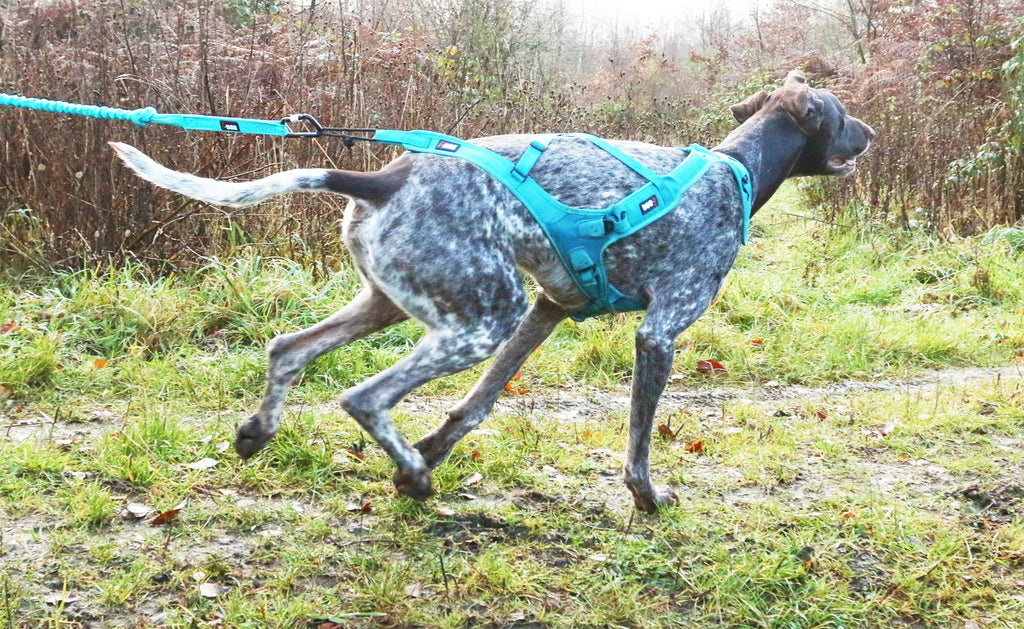 i-Dog vetonaru ALM OPALE