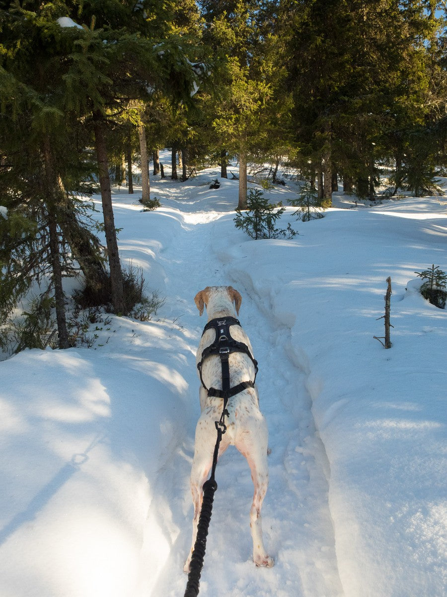 i-DOG vetonaru Canicross RAIDLIGHT
