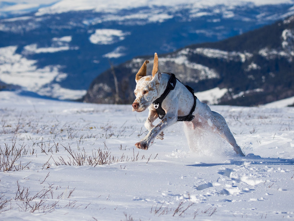 i-DOG Canicross RAIDLIGHT -vetovaljaat