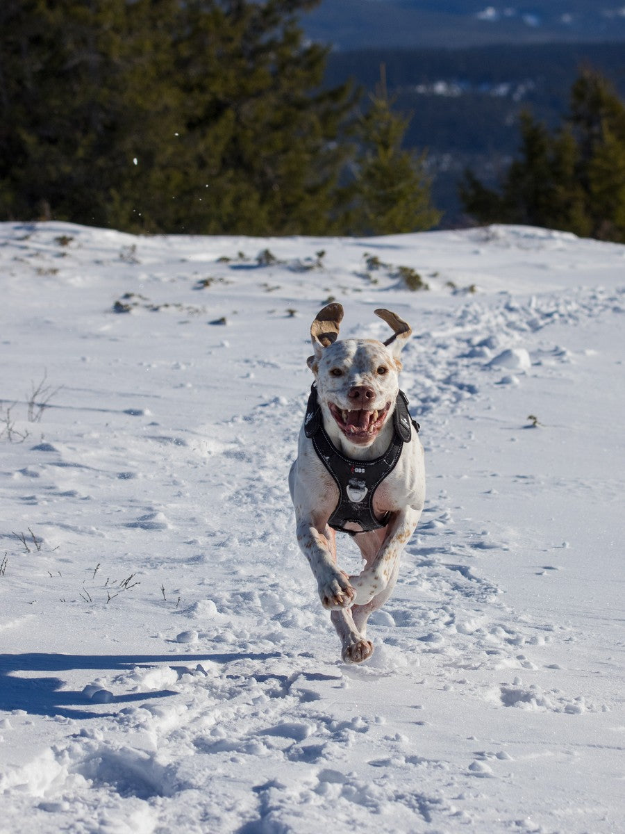 i-DOG Canicross RAIDLIGHT -vetovaljaat