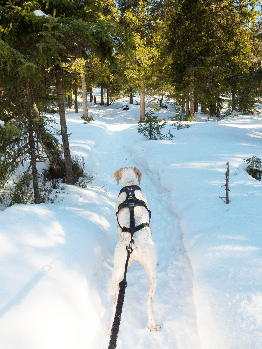 i-DOG Canicross RAIDLIGHT -vetovaljaat