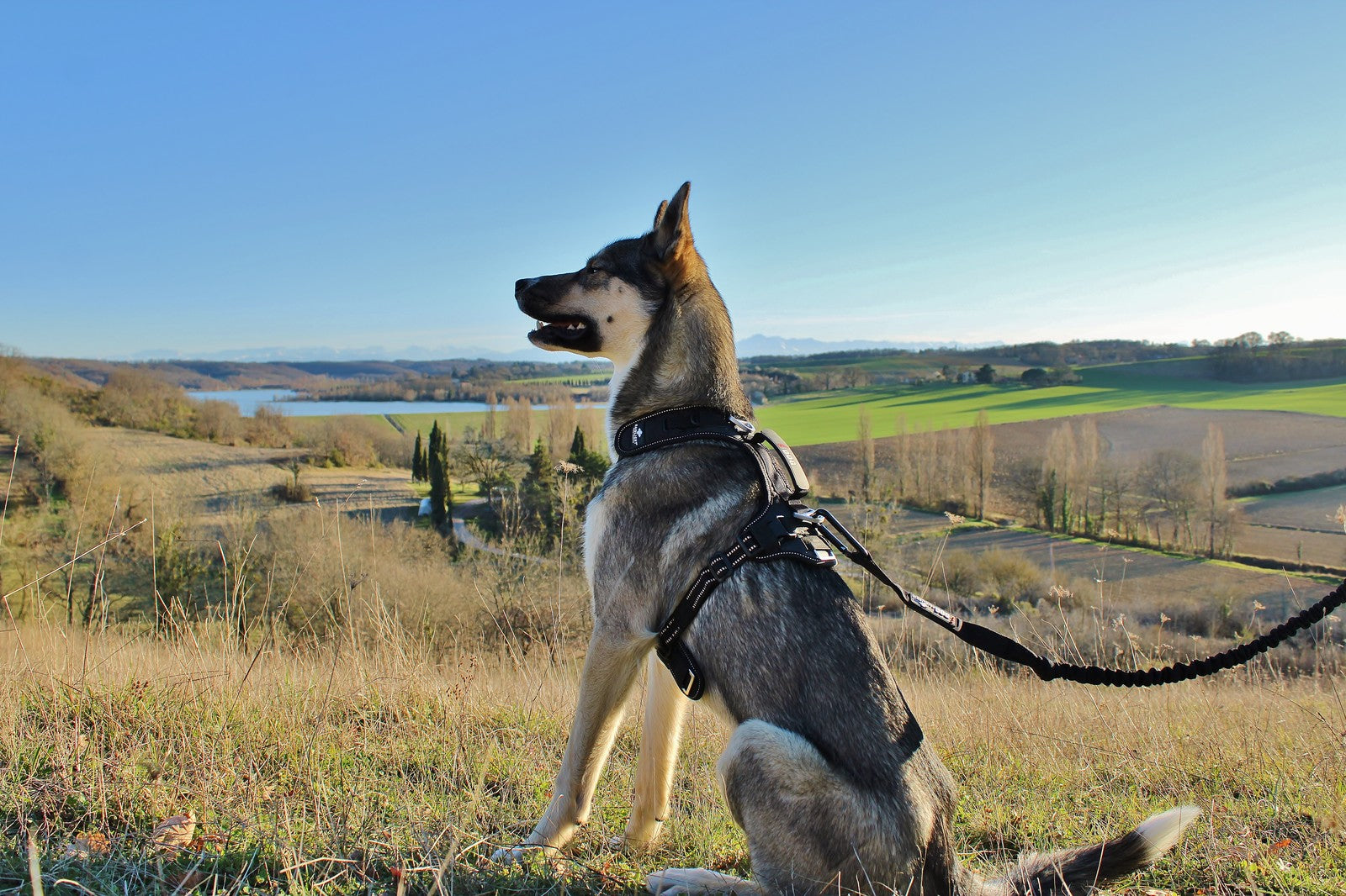 i-DOG Canicross RAIDLIGHT -vetovaljaat