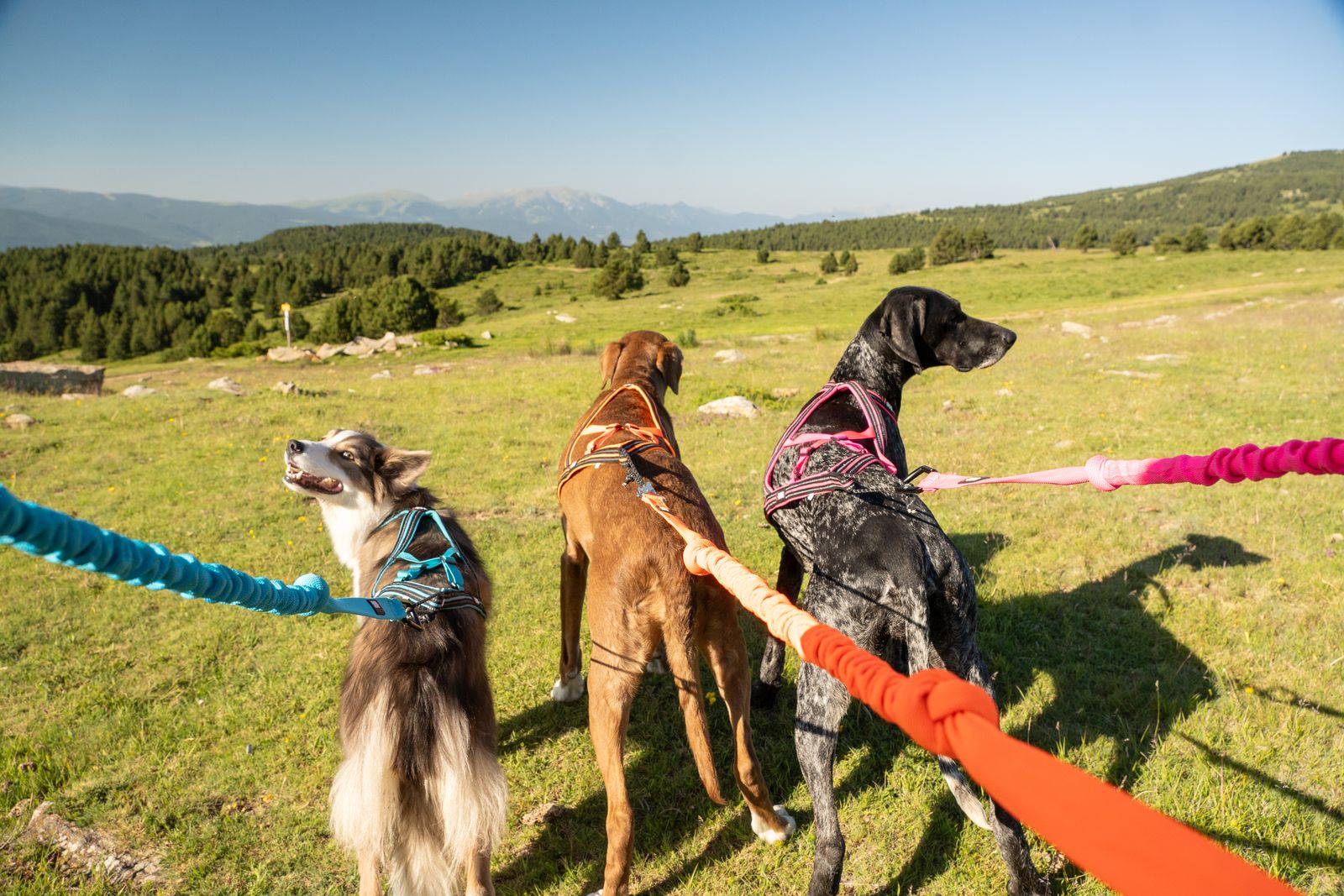 i-DOG vetonaru Canicross ONE