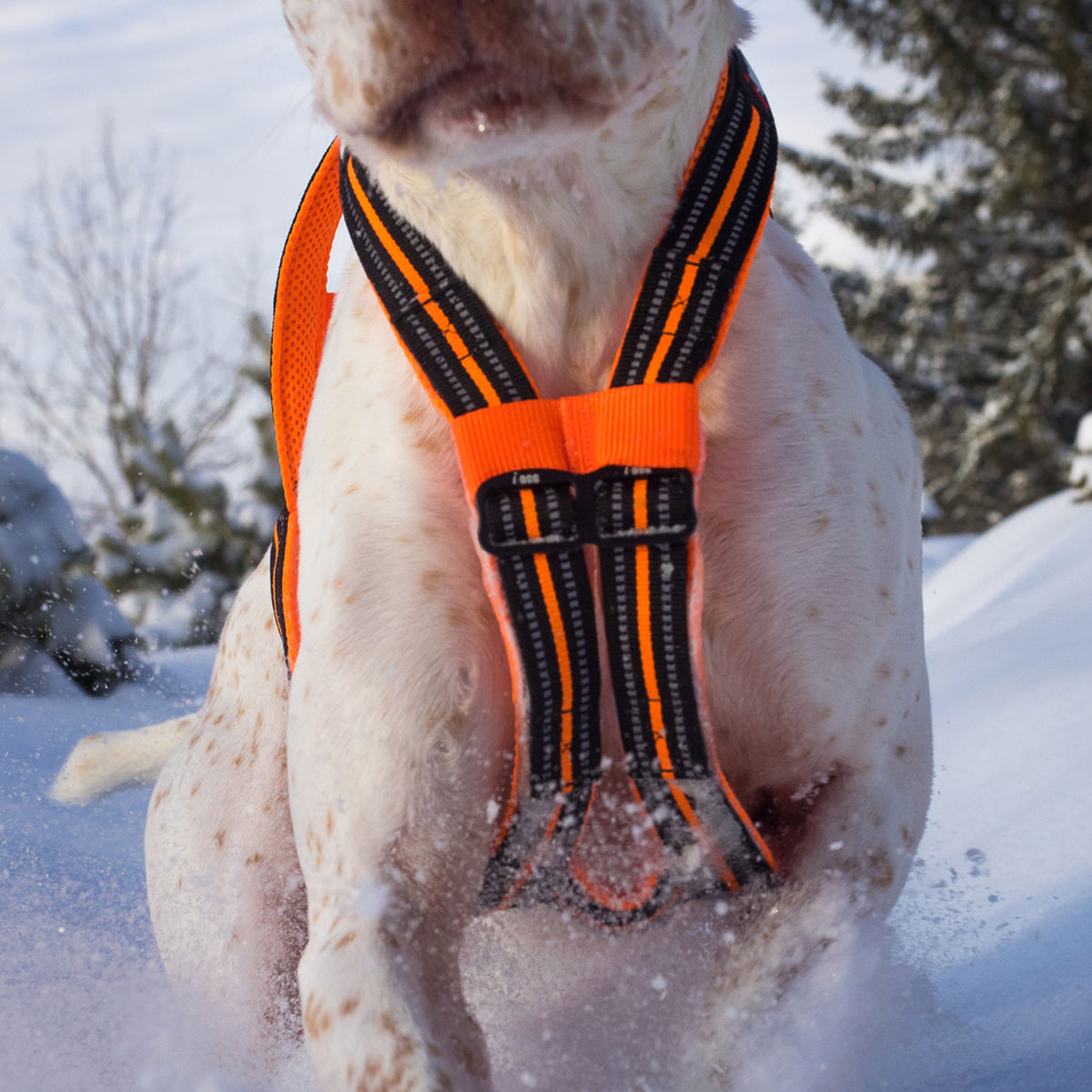 i-DOG vetovaljaat Canicross X-BACK ONE