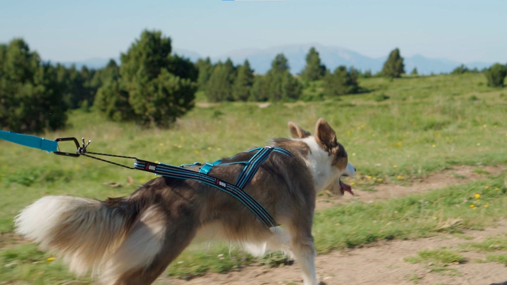 i-DOG vetovaljaat Canicross X-BACK ONE